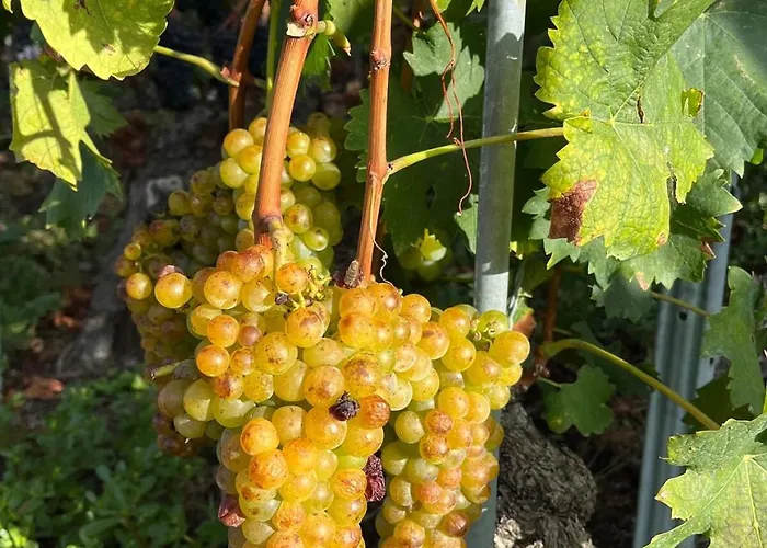 Charmante Kleine Ruhige 아파트 *